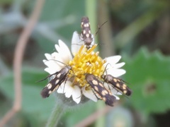 Eretmocera impactella