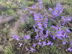 Penstemon gairdneri