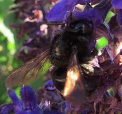 Xylocopa
