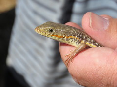 Eumeces schneiderii