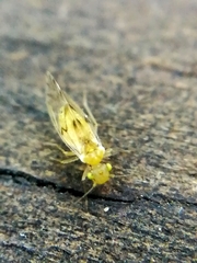 Trichopsocus