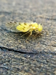 Trichopsocus