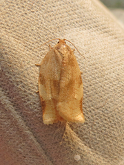 Choristoneura fractivittana