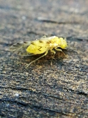 Trichopsocus
