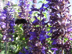 Xylocopa
