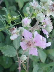 Rubus ulmifolius image