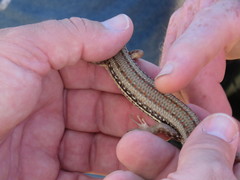 Eumeces schneiderii