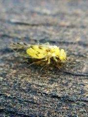 Trichopsocus