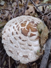 Chlorophyllum