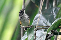 Hypocnemis peruviana