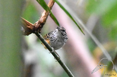 Hypocnemis peruviana