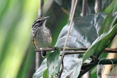 Hypocnemis peruviana