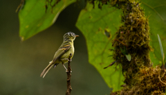Pogonotriccus poecilotis