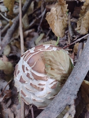 Chlorophyllum