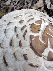 Chlorophyllum
