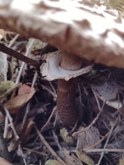 Chlorophyllum