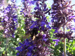 Xylocopa