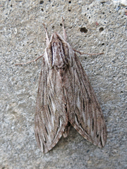 Sphinx canadensis