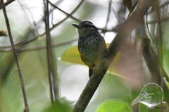 Hypocnemis peruviana