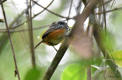 Hypocnemis peruviana