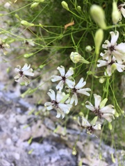 Microbotryum silenes-saxifragae