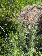 Artemisia abrotanum