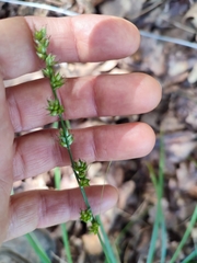 Carex leersii