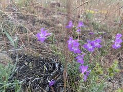 Penstemon gairdneri