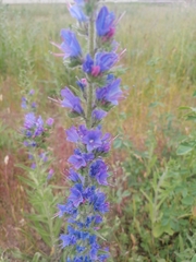 Echium vulgare