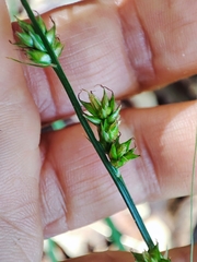 Carex leersii