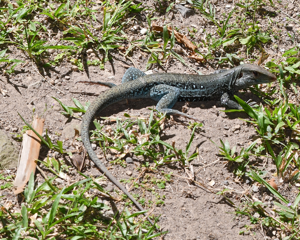 Dominican Ameiva