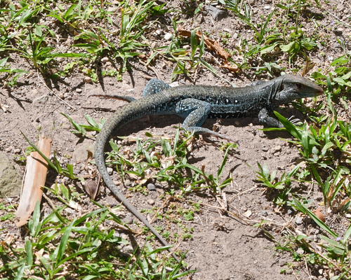 Dominican Ameiva