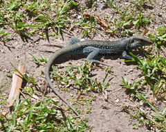 Pholidoscelis fuscatus