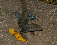 Pholidoscelis fuscatus