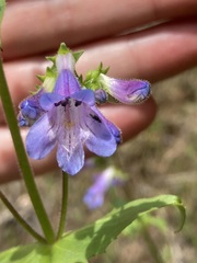 Penstemon wilcoxii