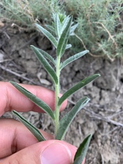 Lappula squarrosa