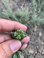 Lappula squarrosa