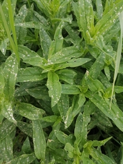Saponaria officinalis