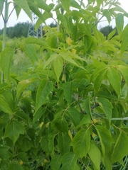 Acer negundo