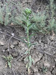 Lappula squarrosa