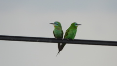 Merops persicus