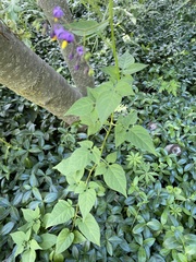 Solanum dulcamara