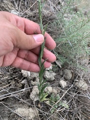 Camelina microcarpa