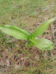 Epipactis helleborine