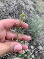 Camelina microcarpa