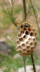Polistes mongolicus