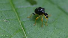 Phymatapoderus flavimanus