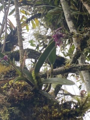 Epidendrum coryophorum