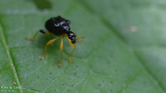 Phymatapoderus flavimanus