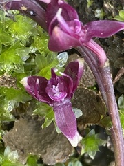 Epidendrum coryophorum